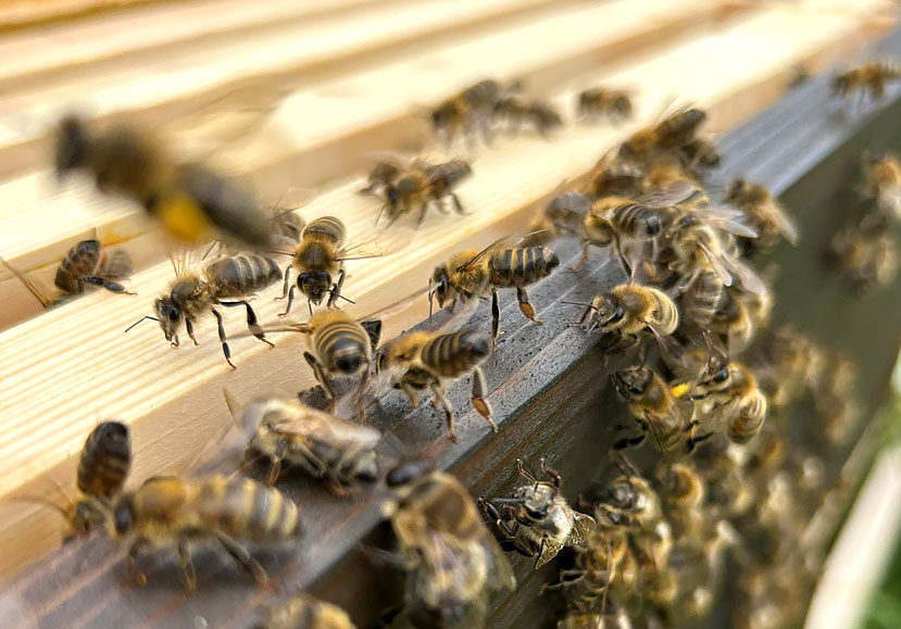 Granleja Single Hive Origin Raw Honey - artisan produced Natural Raw Honey from Southport, Merseyside UK