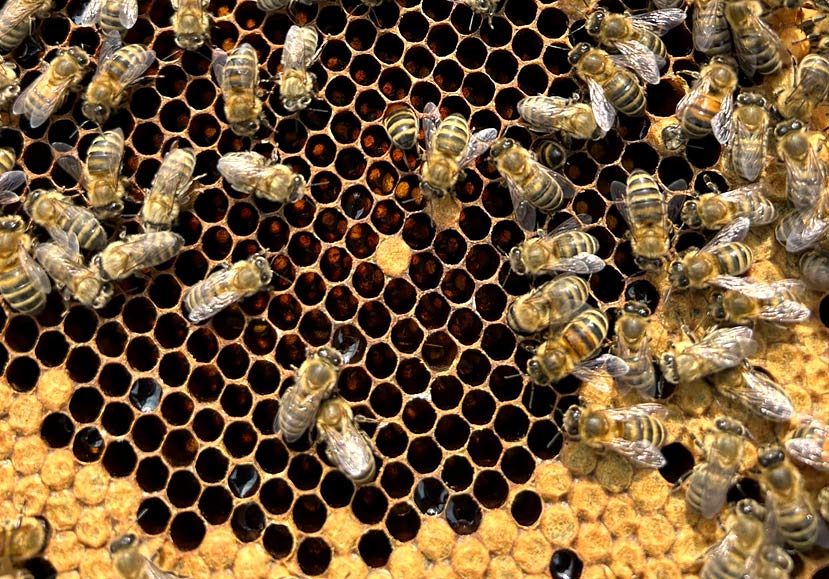 Granleja Single Hive Origin Raw Honey - artisan produced Natural Raw Honey from Southport, Merseyside UK