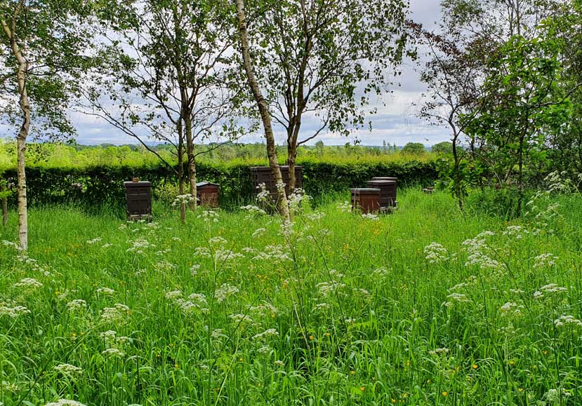 Granleja Single Hive Origin Raw Honey - artisan produced Natural Raw Honey from Southport, Merseyside UK