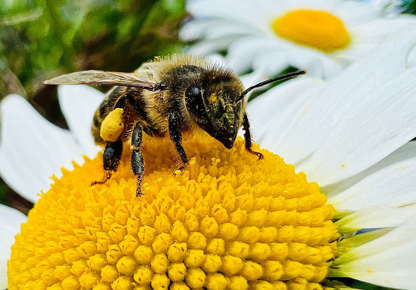Granleja Single Hive Origin Raw Honey - artisan produced Natural Raw Honey from Southport, Merseyside UK