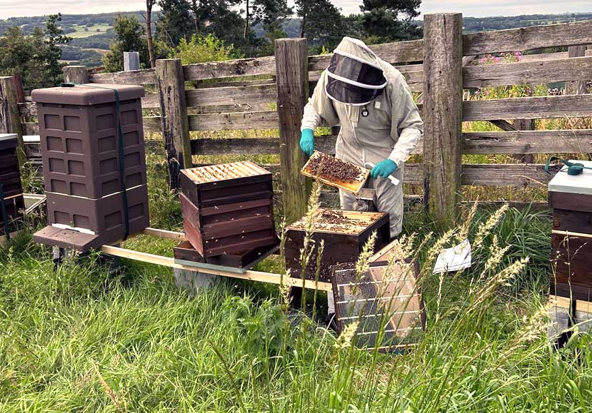 Granleja Single Hive Origin Raw Honey - artisan produced Natural Raw Honey from Southport, Merseyside UK