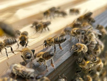Granleja Raw Honey Produced in Southport England UK