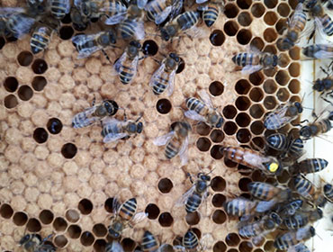 Granleja Raw Honey Produced in Southport England UK